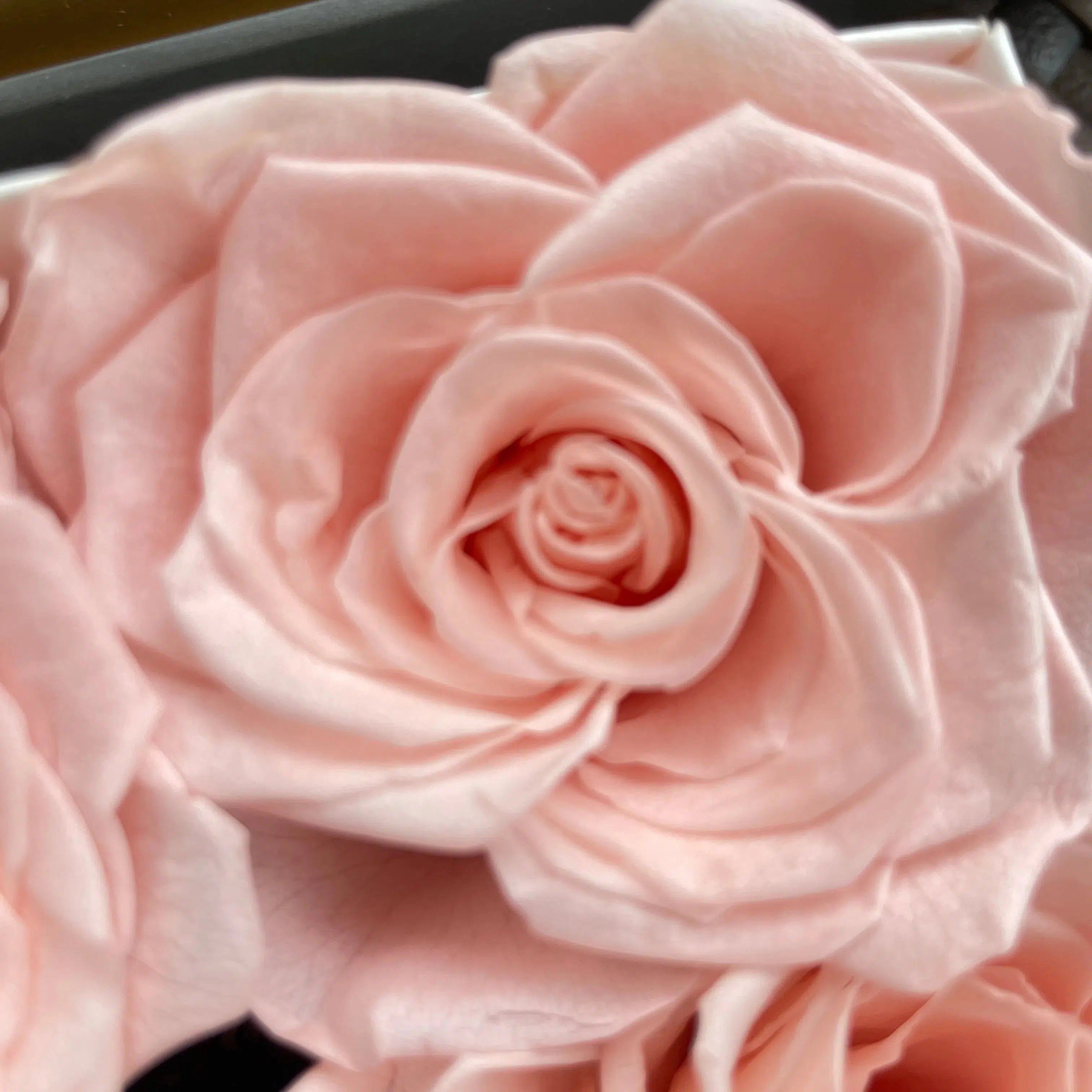 Preserved Roses 18 Pink Aquarium Box-Preserved Roses Box-Lunch Bunch
